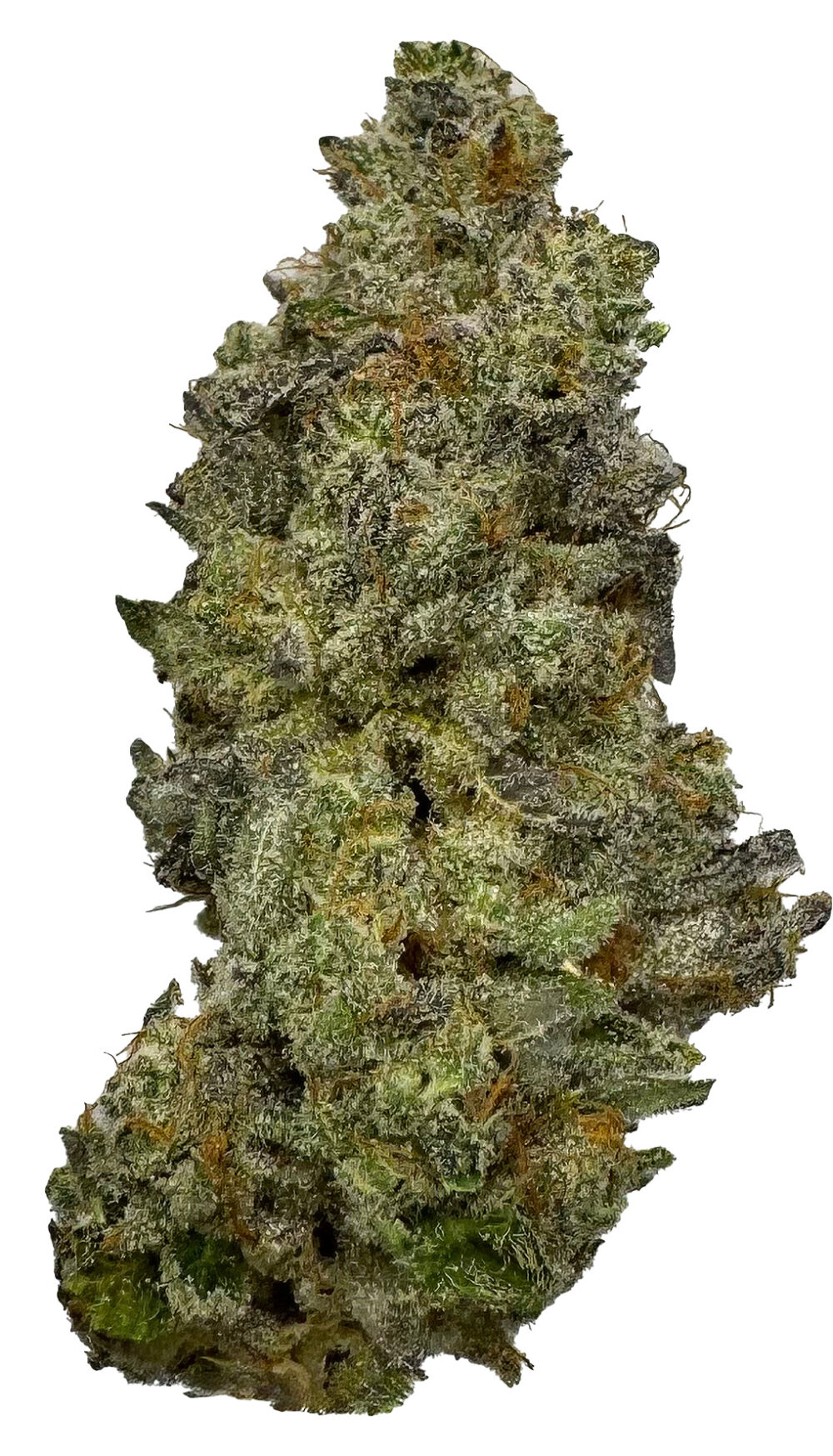 Tangie Cookie Burger Strain